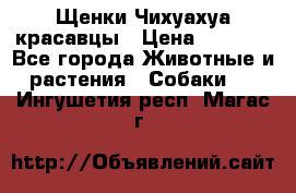 Щенки Чихуахуа красавцы › Цена ­ 9 000 - Все города Животные и растения » Собаки   . Ингушетия респ.,Магас г.